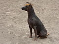 A peruvian hairless dog