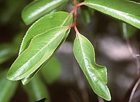 Viburnum prunifolium