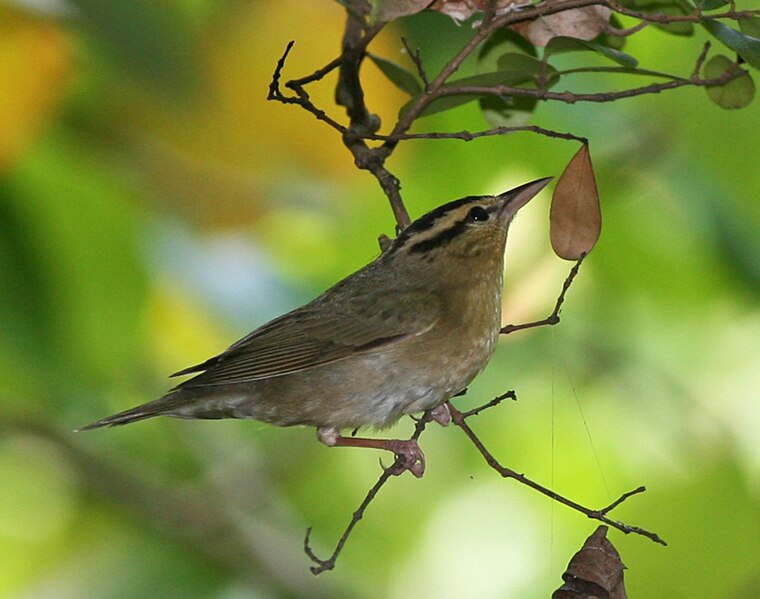 File:Worm-eating Warbler.jpg