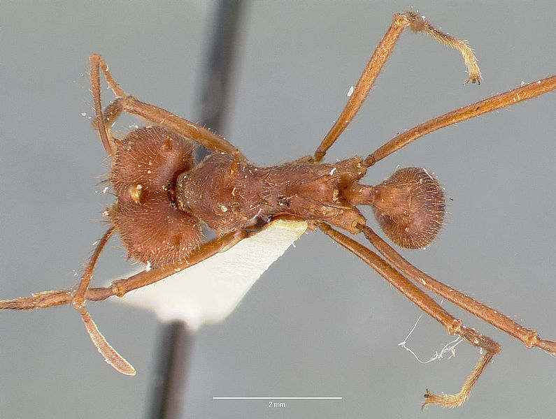 File:Atta texana casent0006046 dorsal 1.jpg