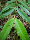 Thumbnail for File:Calophyllum bicolor 17573048.jpg