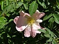 Flower 5, Beit Zayit reservoir