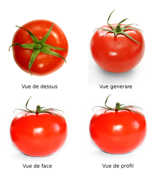 File:Tomato full.png