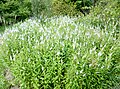 Le parc botanique du Proërop ("Les Arbres du monde") : hydrangea macrophylla tricolor.