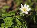 * Nomination At last spring is coming back after an Easter week with snow and cold rain. These flowers are wood anemones (Anemone nemorosa) --LC-de 22:15, 28 March 2008 (UTC) * Promotion Good quality and a nice use of available DOF. I would have cropped the image at left and botton though -- Alvesgaspar 23:58, 28 March 2008 (UTC)