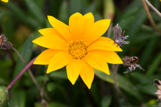 a Gazania linearis flower