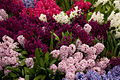 "Hyacinths_(4478421843).jpg" by User:Amada44