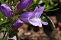 Penstemon davidsonii