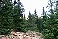 Trees, Pikes Peak, Colorado