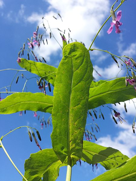 File:Prenanthes purpurea sl3.jpg