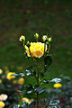 "Yellow_Rose_Flower.jpg" by User:Bellus Delphina