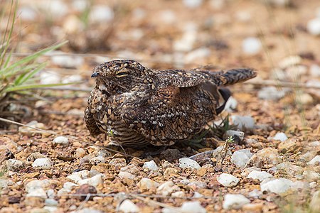 Least nighthawk (Chordeiles pusillus) at Serra do Cipó, Minas Gerais, Brazil