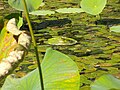 Deutsch: Teichfrosch im Botanischen Garten Bochum. English: Edible frog in the Bochum botanical garden.