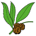 Chestnuts slipped and leaved.svg