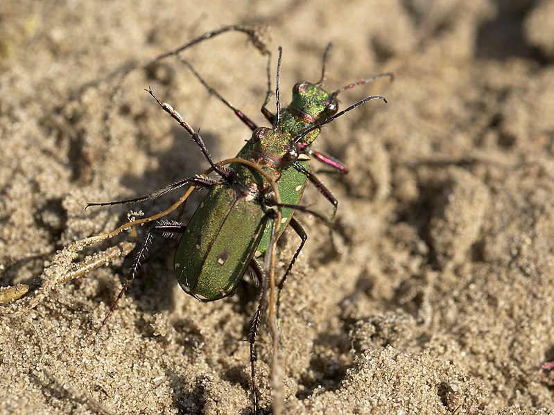 File:Cicindela campestris (mating).jpg