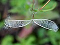 "Epilobium_ciliatum_3691.jpg" by User:Nonenmac