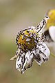 * Nomination Minute black scavenger flies (Scatopsidae) on oxeye daisy (Leucanthemum vulgare). --kallerna 17:23, 2 August 2009 (UTC) * Promotion good, difficult subject --Ianare 07:47, 5 August 2009 (UTC)