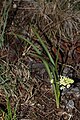 Zigadenus venenosus