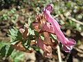 wohl falsch bestimmt; wahrscheinlich Corydalis solida