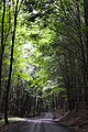 Forest Approach Road (A) to Bouzov Castle