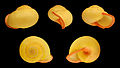 * Nomination Yellow variety of the shell of the Philippine land snail Calocochlia festiva --Llez 07:44, 5 January 2012 (UTC) * Promotion Good quality. --Iifar 11:30, 5 January 2012 (UTC)