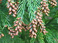 Male cones