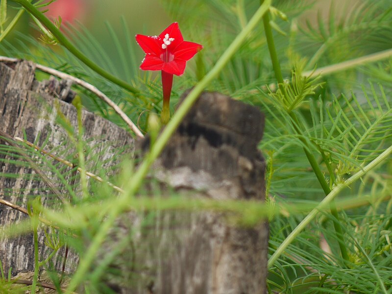 File:Cypress Vine (3958257310).jpg