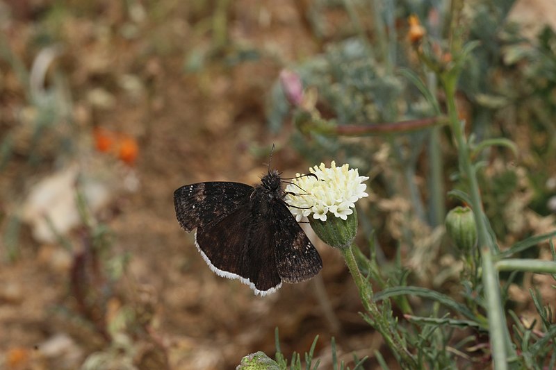 File:Erynnis funeralis 7917.JPG