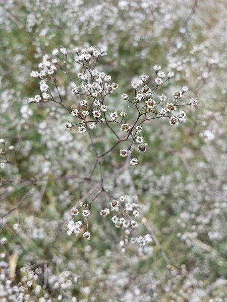 File:Gypsophila paniculata sl3.jpg