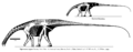 Skeletal diagram of Nigersaurus