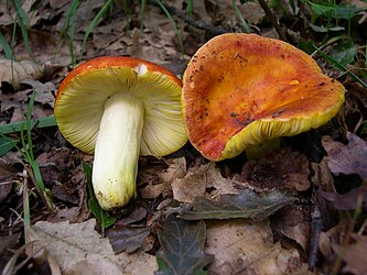 Russula aurea