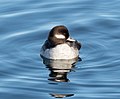 * Nomination Female bufflehead in the Central Park Reservoir --Rhododendrites 04:13, 27 March 2021 (UTC) * Promotion  Support Nice shot (resolution is sufficient) --Radomianin 04:58, 27 March 2021 (UTC)