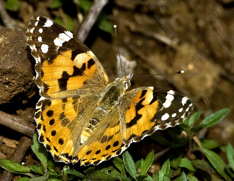 File:Butterfly by N A Nazeer.jpg