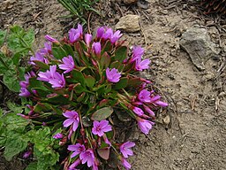 Claytonia megarhiza