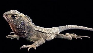 April 3: A male Enyalioides rubrigularis lizard. .