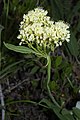 Eriogonum umbellatum