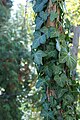 Hedera helix clinging to an Acacia