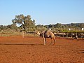 Camel in the Outback.