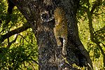 Thumbnail for File:Leopard Tree AdF.jpg