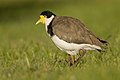 13 Masked Lapwing - Newington uploaded by JJ Harrison, nominated by Iifar,  8,  2,  2