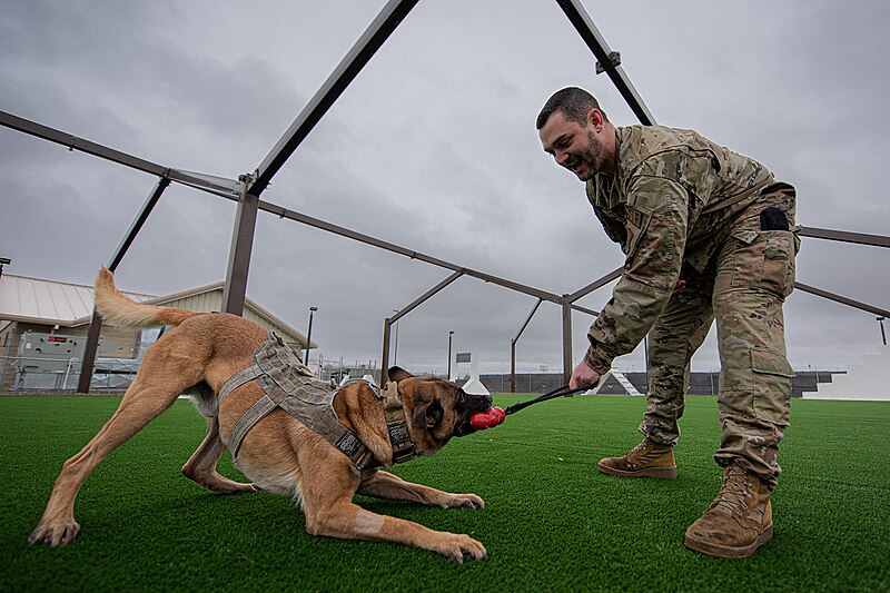 File:Military working dog Dak.jpg