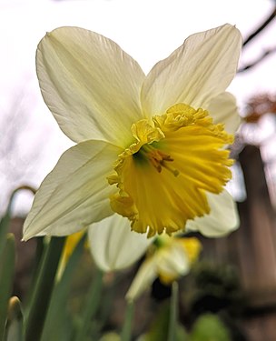 Narcissus pseudonarcissus - Italy