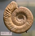 * Nomination Petrified ammonite shell phographed in museum. --Masur 08:47, 20 December 2007 (UTC) * Promotion Good quality for a museum shot. Lycaon 19:36, 22 December 2007 (UTC)