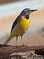 Motacilla cinerea canariensis Male