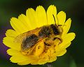 * Nomination A small Halictus sp. solitary bee with a full load of pollen - Alvesgaspar 01:29, 1 March 2008 (UTC) * Promotion Looks like the bee was enjoying himself. ID the flower? -- carol 16:30, 5 March 2008 (UTC) -- Done ~~~~