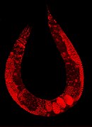 February 19: Nuclei in the worm C. elegans.