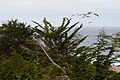 * Nomination: View of Pacific Ocean in Carmel Highlands, CA. --King of Hearts 01:30, 18 December 2012 (UTC) * * Review needed