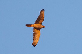 Grey Falcon (Falco hypoleucos) (8079582326).jpg