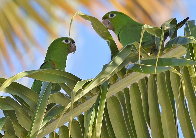 File:Haitisittich Psittacara chloropterus chloropterus.JPG