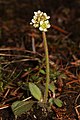 Saxifraga integrifolia